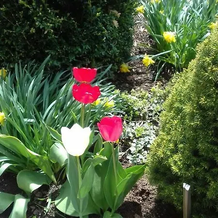 Privatna Sadiba Oryavchyk